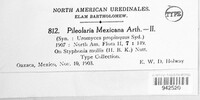 Pileolaria mexicana image